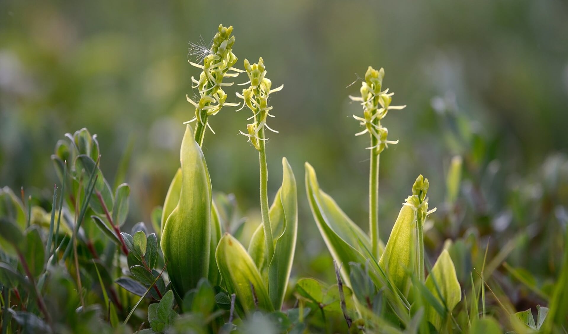 Groengele bloemen van bloeiende groenknolorchis (Liparis loeselii) in primaire duinvallei op het Kennemerstrand bij IJmuiden. 