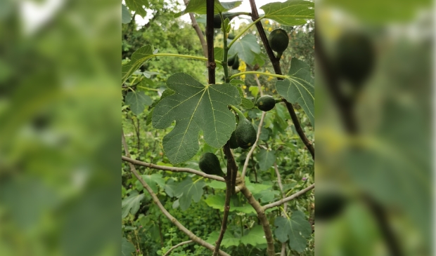<p>Lezing en rondleiding Bijbelse Planten bij Onze Lieve Vrouw Ter Nood!</p>