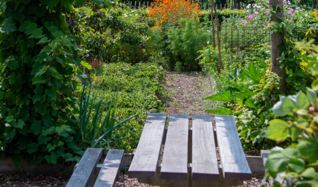 <p>Bij goed weer wordt de burenlunch geoogst, bereid en genuttigd in de fruittuin. </p>