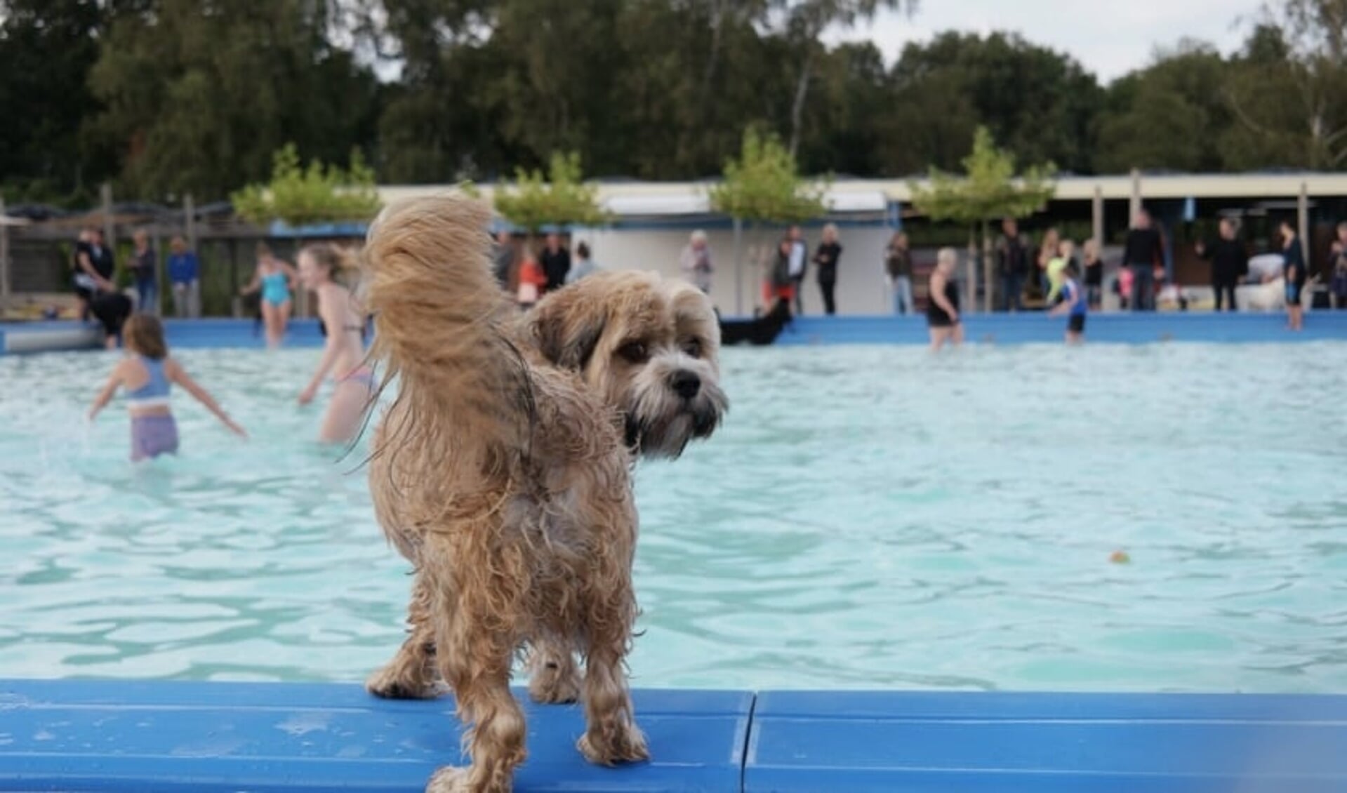 Ontbijtzwemmen en hondenzwemmen bij Zwembad Het Baafje!