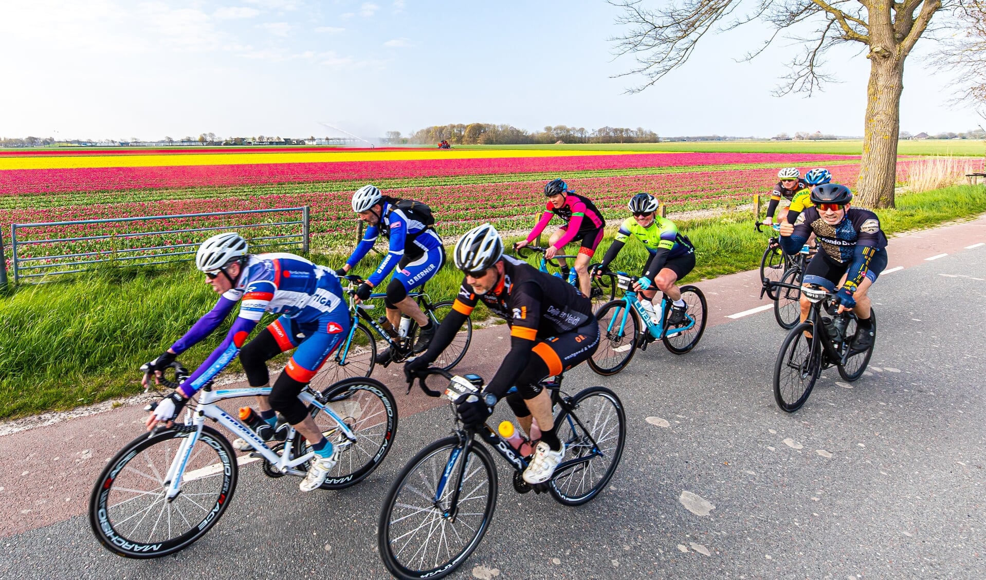 Ronde van Noord-Holland, hier langs een prachtig tulpenveld.