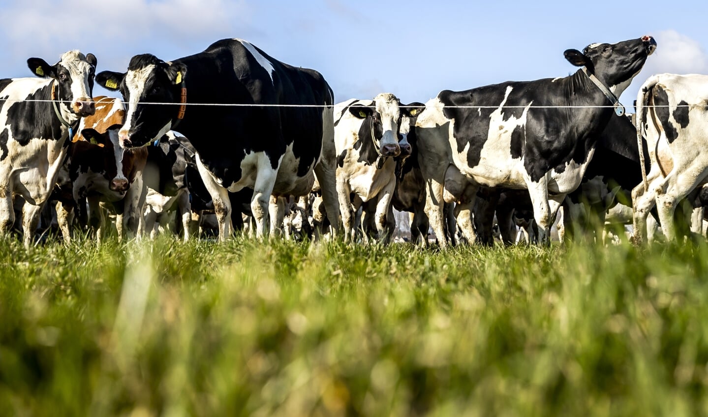 De hoeveelheid vee op boerenbedrijven is de afgelopen jaren langzaam afgenomen.