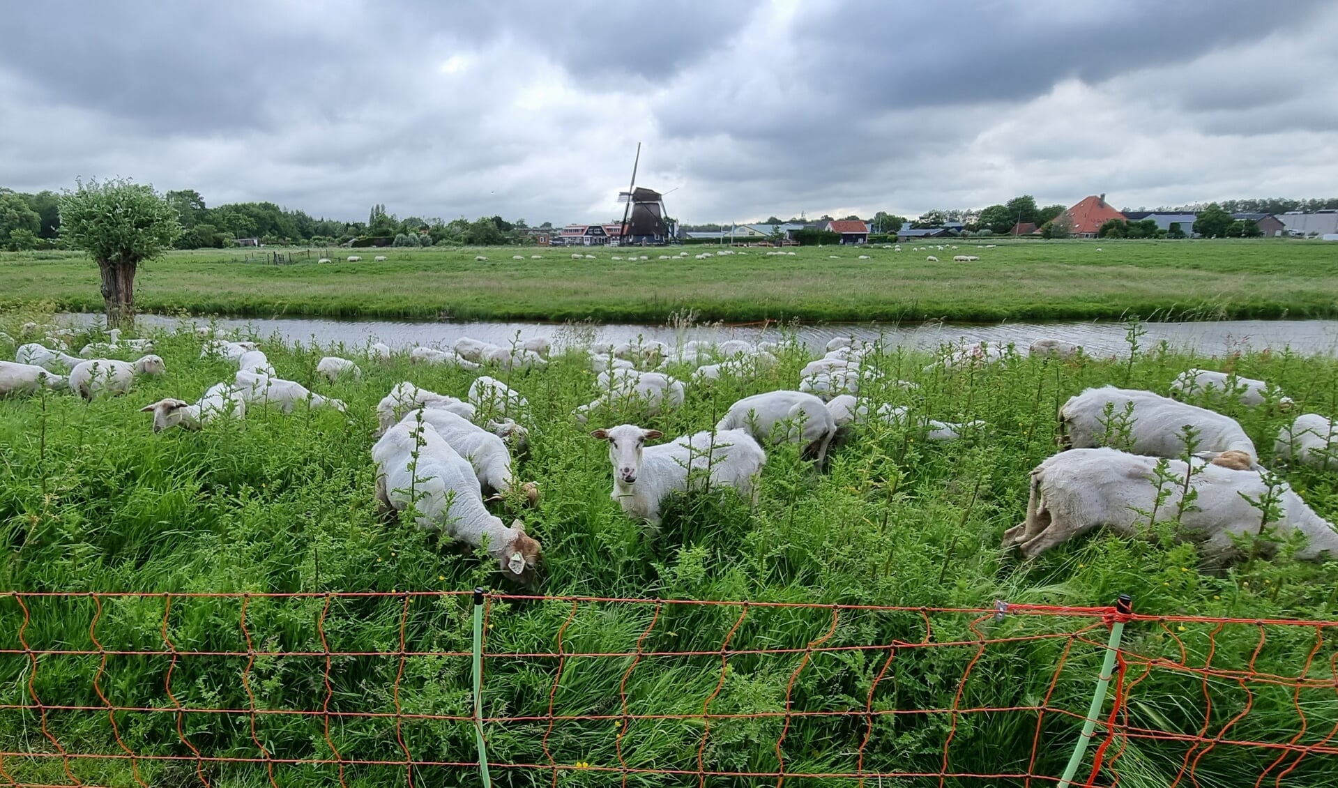 De schapen van Landschapsbeheer Rinnegom begrazen Uitgeest t.b.v. de biodiversiteit, hier aan de Grote Weid.