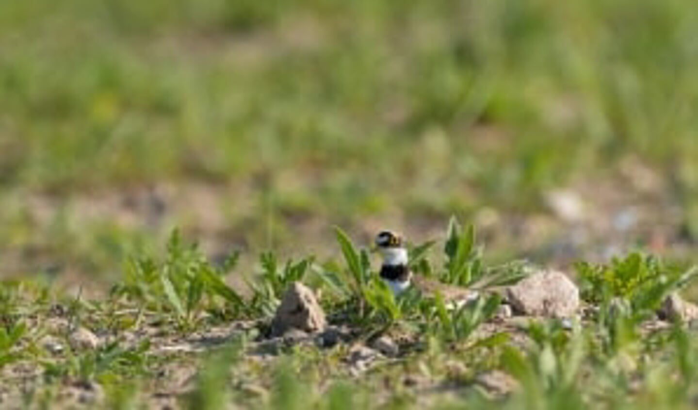 Kleine plevier op het nest.