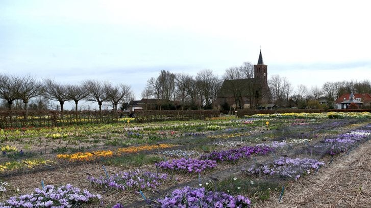 Kom genieten van de prachtige collectie historische bloemen bij Hortus Bulborum. 