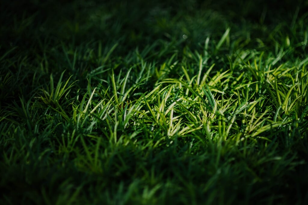 Gras kan gebruikt worden als alternatief voor koeling.