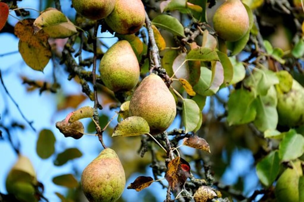 Groei & Bloei organiseert een cursus fruitbomen snoeien.