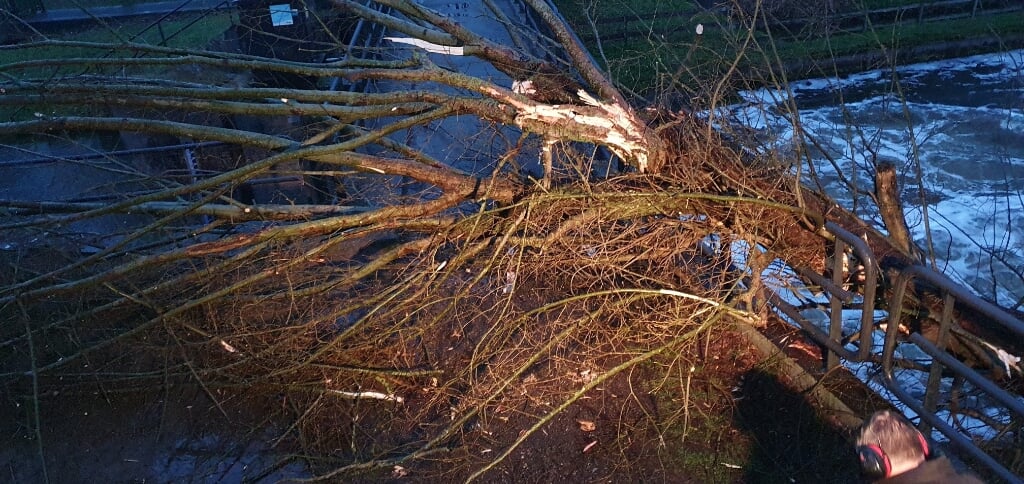 Omgevallen boom op het Schapenbruggetje