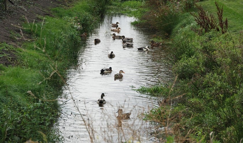 Er mag geen oppervlaktewater meer worden ontrokken worden in Eemnes vanaf morgen, in verband met de droogte.