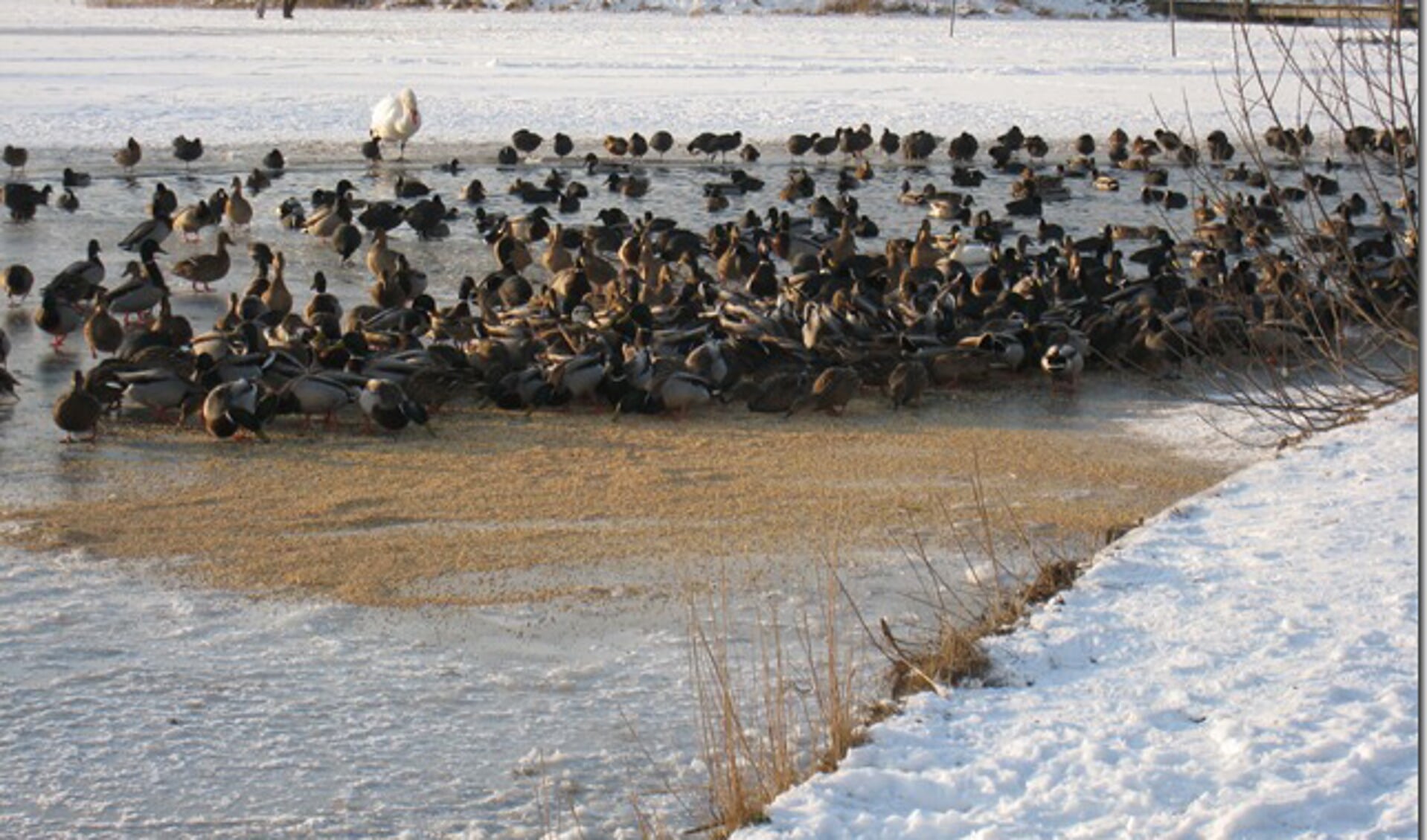 Als het winterweer lang aanhoudt, moeten watervogels bijgevoerd worden.