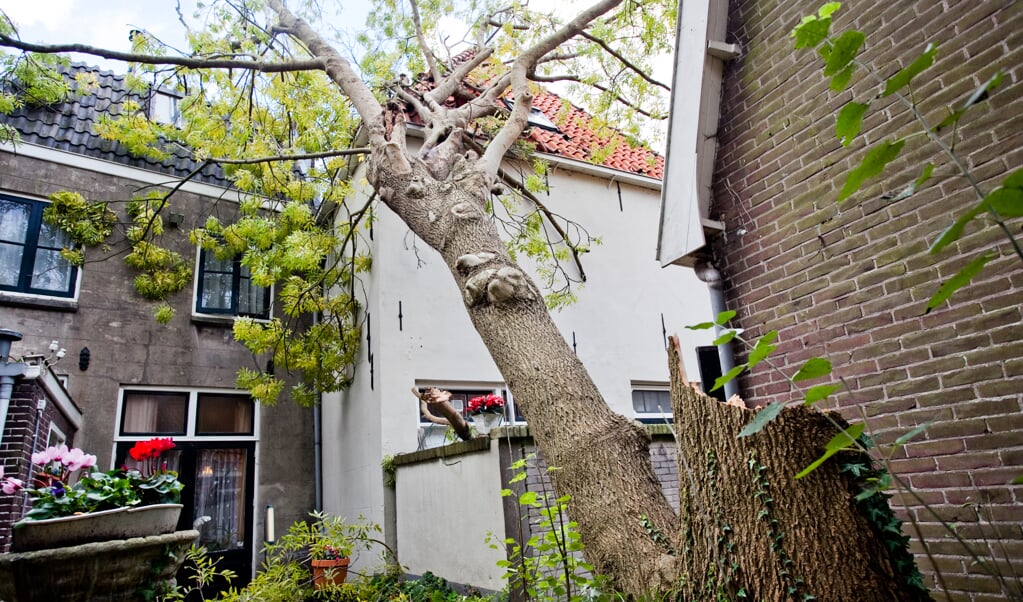 Aan de Nieuwstad viel een boom tegen een huis