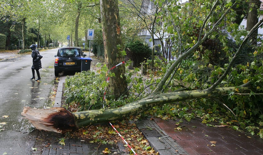 Omgevallen bomen.