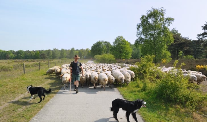 Een kudde schapen. Foto: Schapenbegrazing.nl