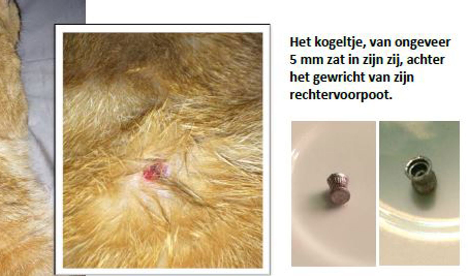 Danitsja Kallendorf vond kogel in vacht