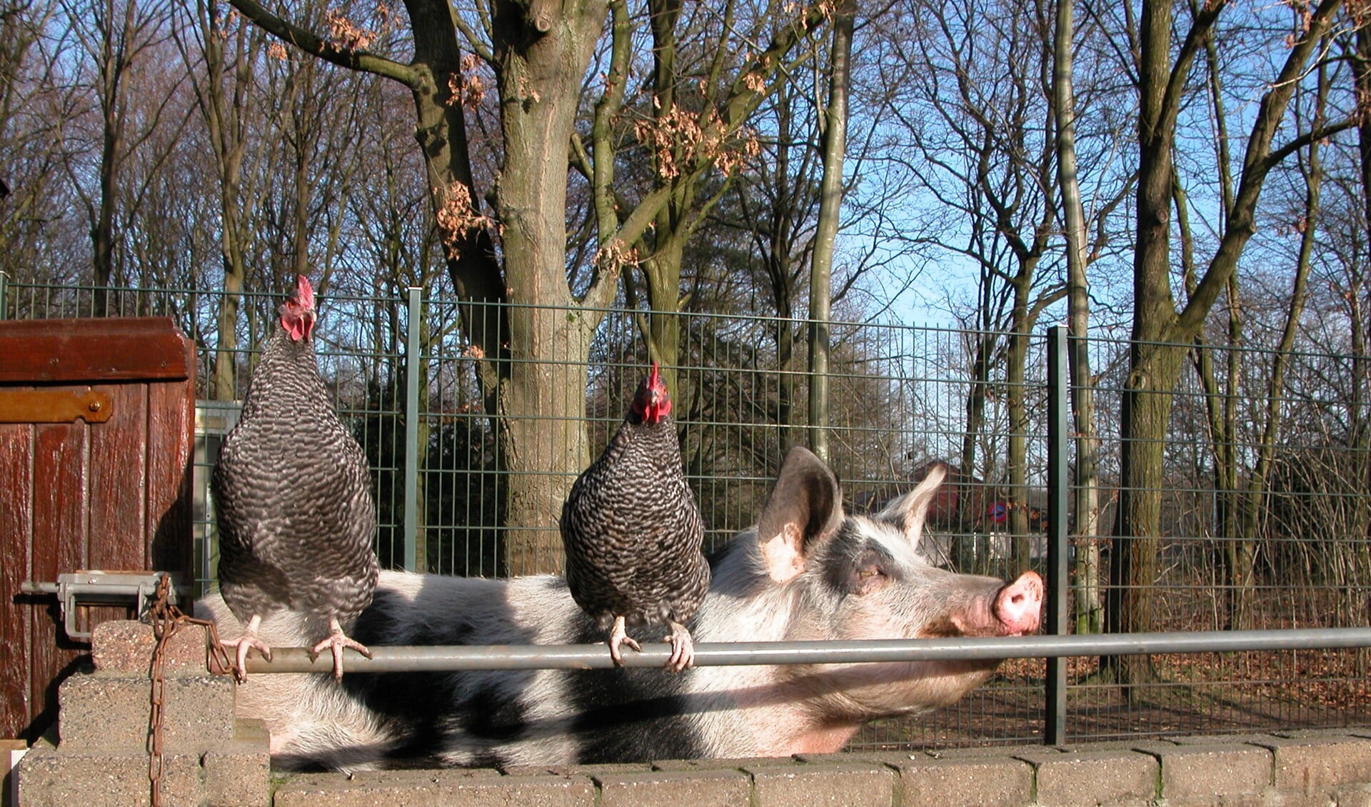 Kippen staan centraal tot en met tweede paasdag