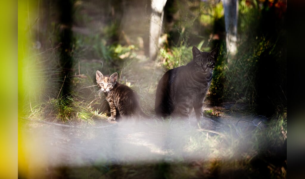 Verwilderde katten in een tuin aan de Aetsveldselaan 