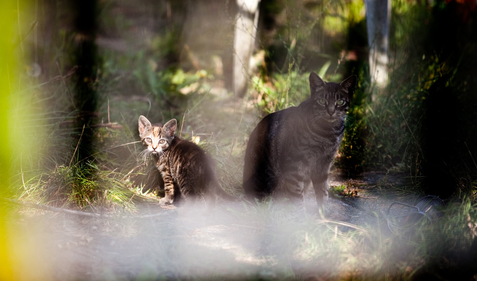 Verwilderde katten in een tuin aan de Aetsveldselaan 