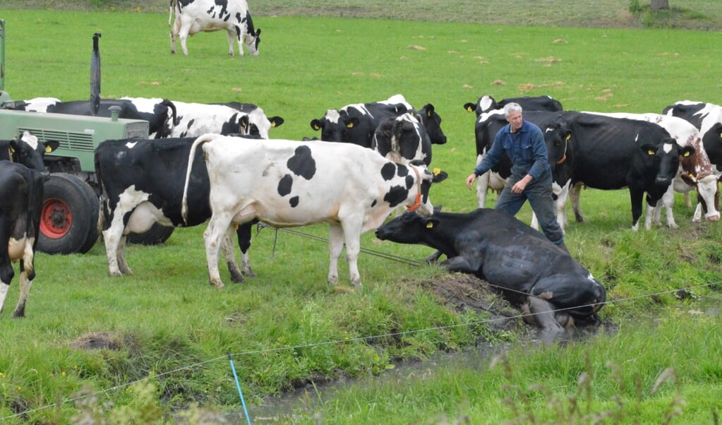 Een tractor moest er aan te pas komen om deze koe uit de sloot te halen.
