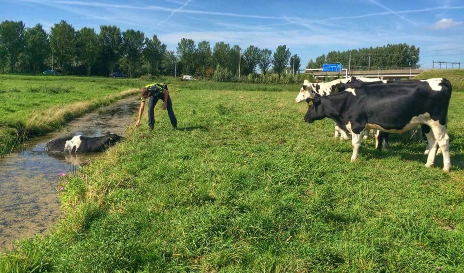 Agent helpt koe uit sloot onder toeziend oog van de andere koeien in de wei.