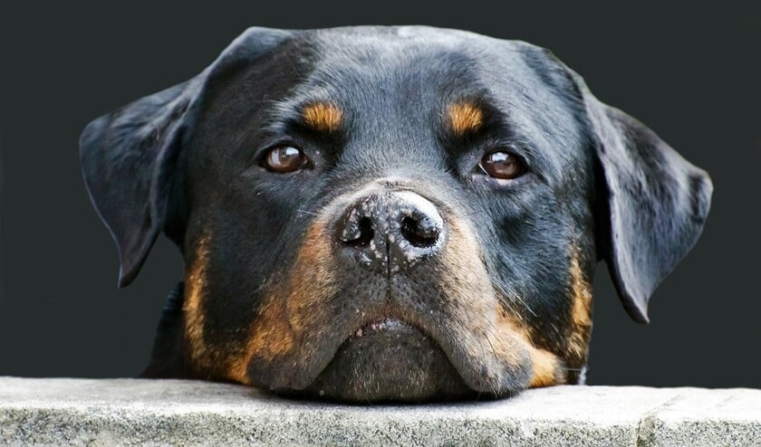 De ziekte van Weil is dodelijk voor honden, maar als het goed is, zijn deze ingeënt.