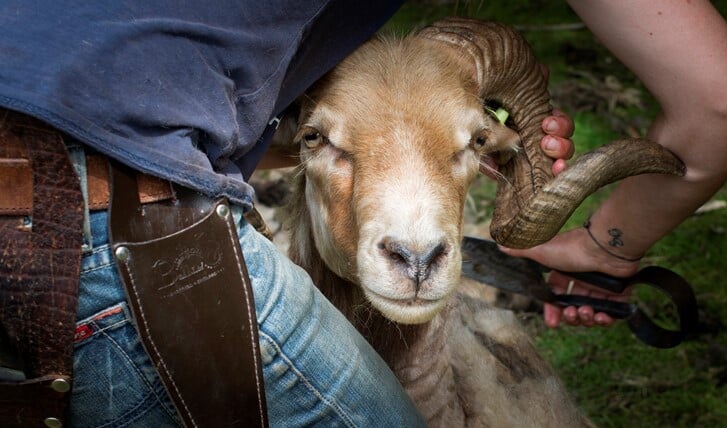 Met de schaar wordt de schapenvacht verwijderd. Foto: Bart Siebelink