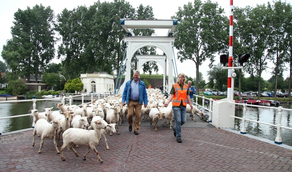 Wethouder Tuning begeleidt de schapen naar de volgende schans