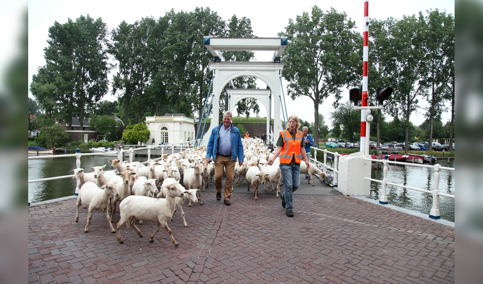 Wethouder Tuning begeleidt de schapen naar de volgende schans