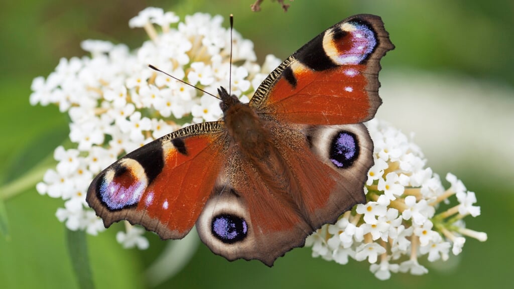 Tegels wippen voor meer vlinders in je tuin.