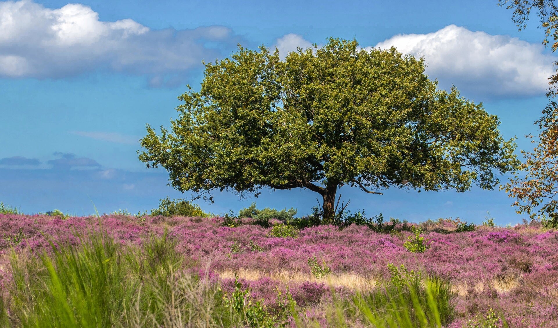 Hoorneboegse Heide in bloei 