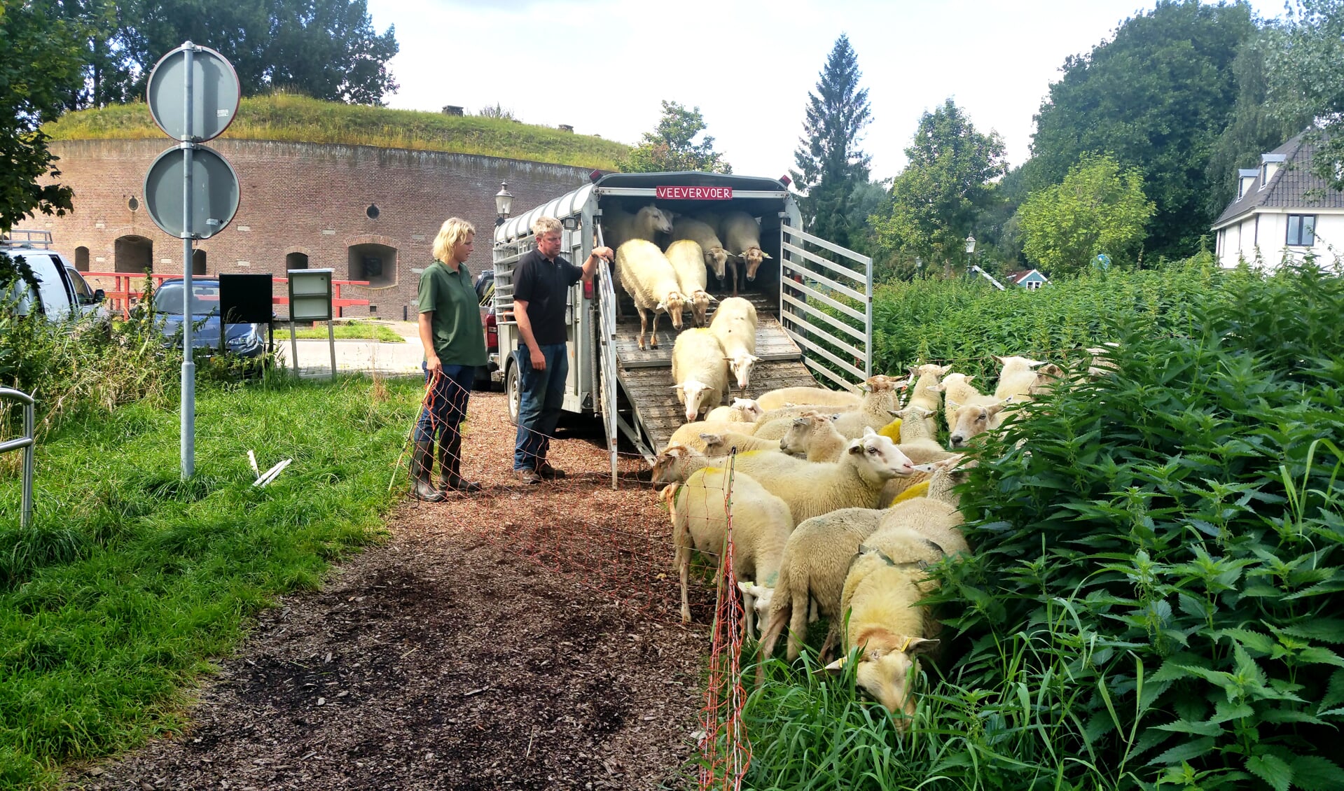 De schapen zijn er weer