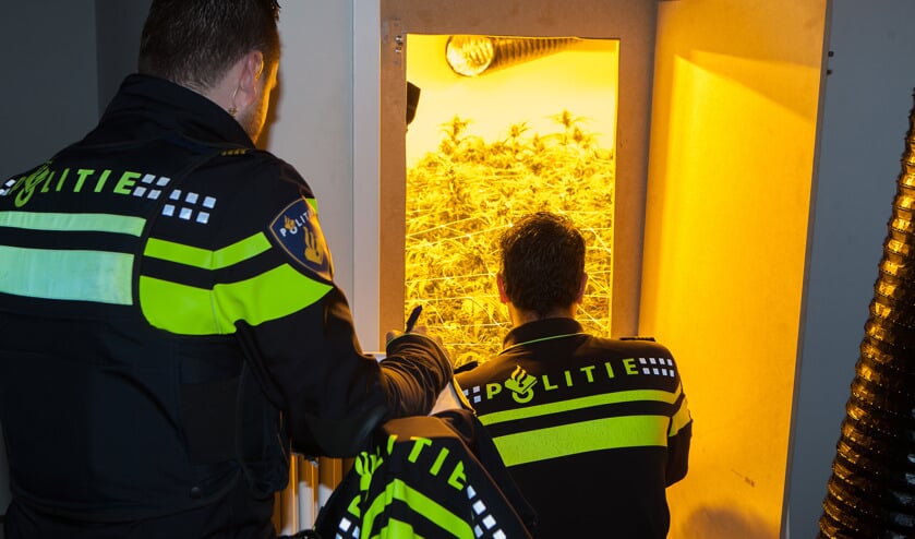 Aan de Rubberstraat werden zeshonderd planten aangetroffen. Foto: Bob Awick.