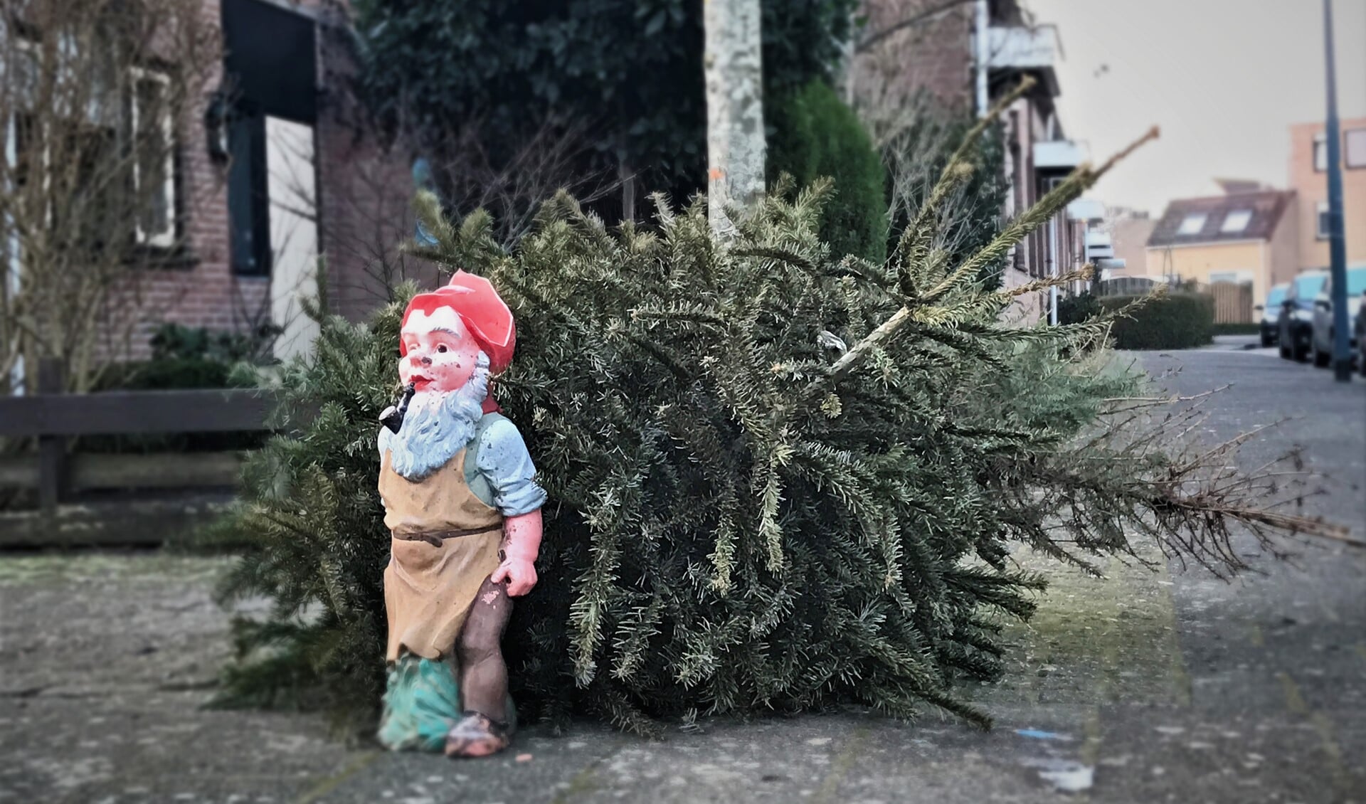 De afgedankte kerstbomen worden tot compost verwerkt. Dat geldt niet voor tuinkabouters.