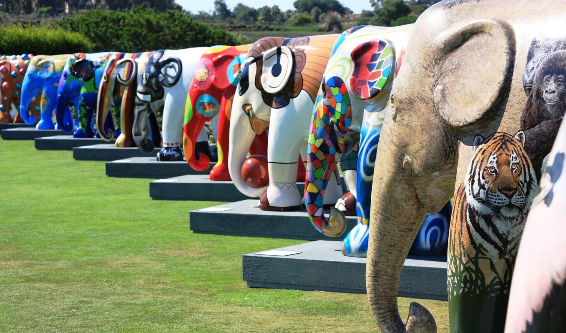 De kleurrijke olifanten zijn vanaf zondag in het centrum te zien. 
