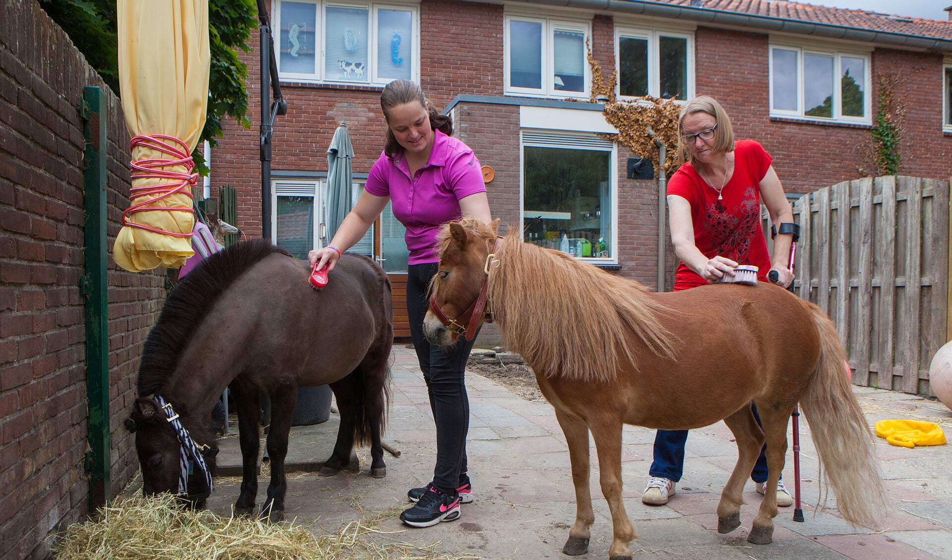 Chantal en Karin borstelen de pony's in de achtertuin. 