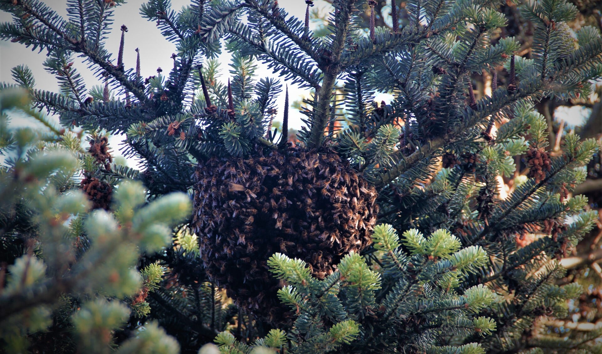 De bijen vormden een druppelvormige bel in de boom.