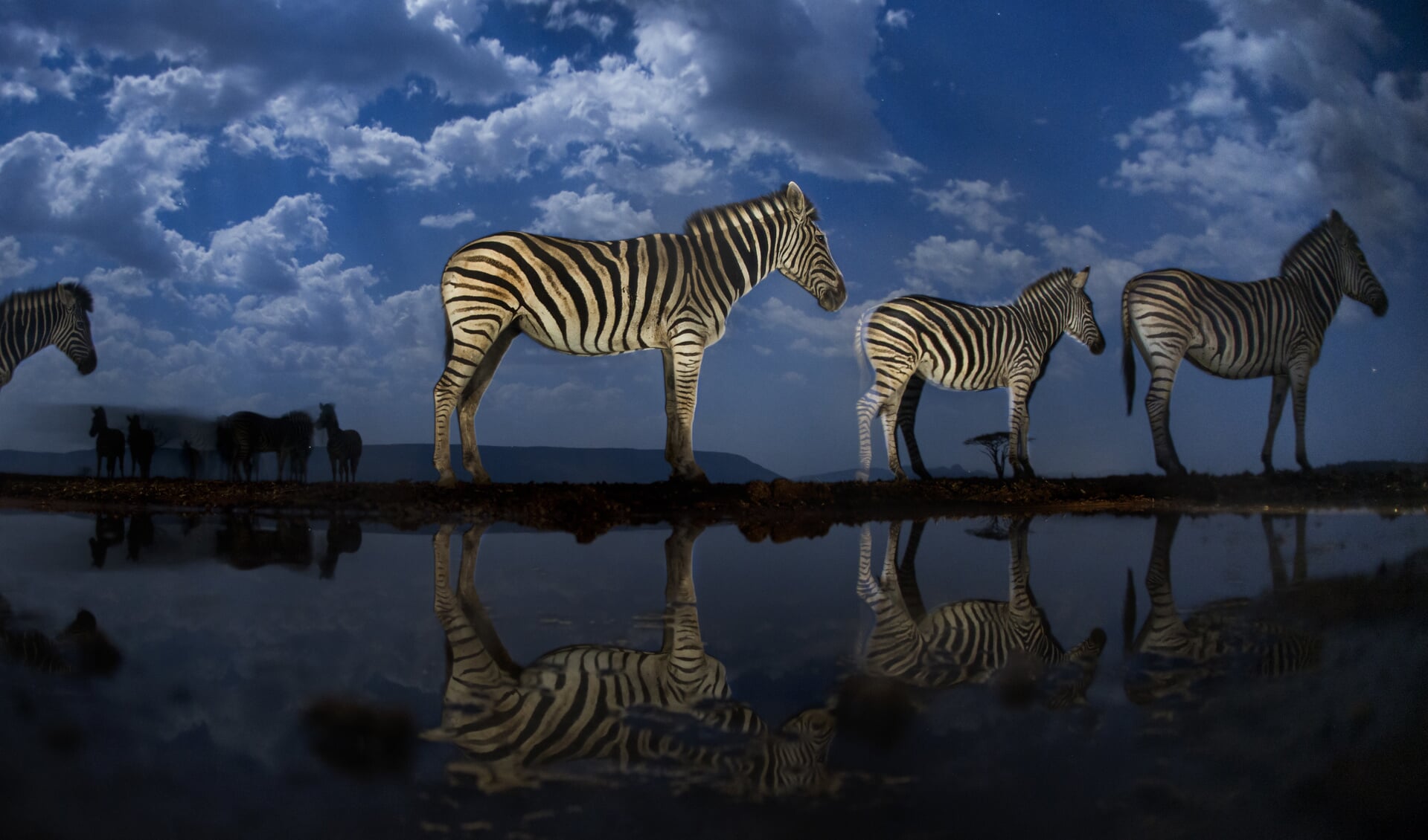 De Hongaarse fotograaf Bencé Maté is met deze foto van de zebra's in de prijzen gevallen.
