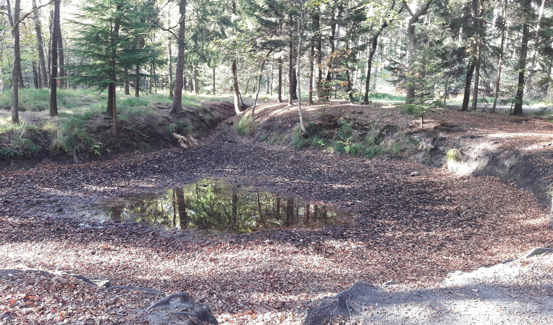 In de bossen van de Hooge Vuursche.