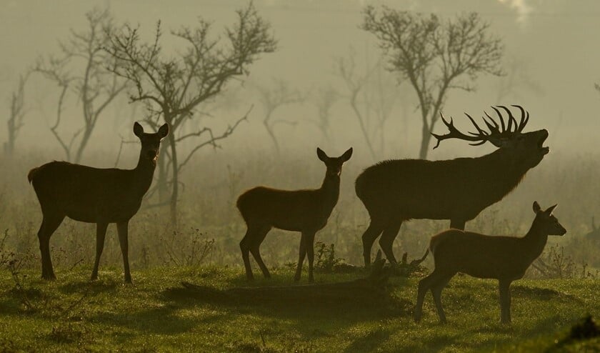 De meeste hertenfoto's in zijn collectie maakte Frank de Winter in de Oostvaardersplassen.