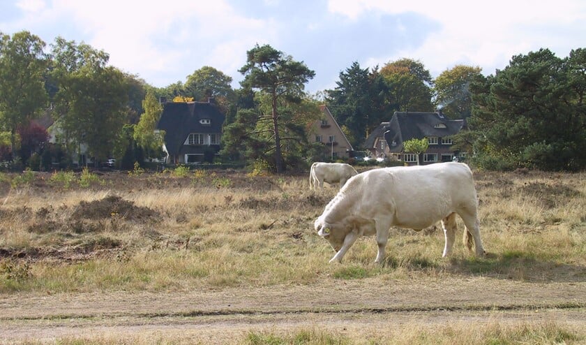 De Charolais runderen worden weer verplaatst.