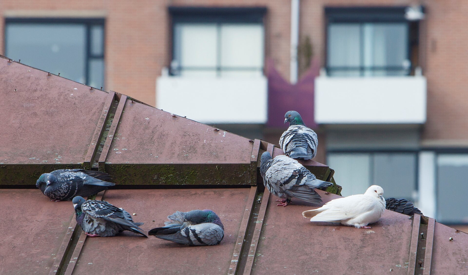 In de Oostermeent is een duivenprobleem dat de gemeente gaat aanpakken met onder andere een voerverbod.