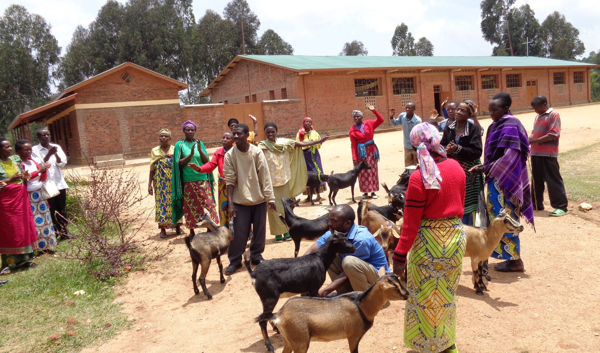 Het geld van 'Broodje Gezond' gaat naar een geitenproject in Rwanda. 