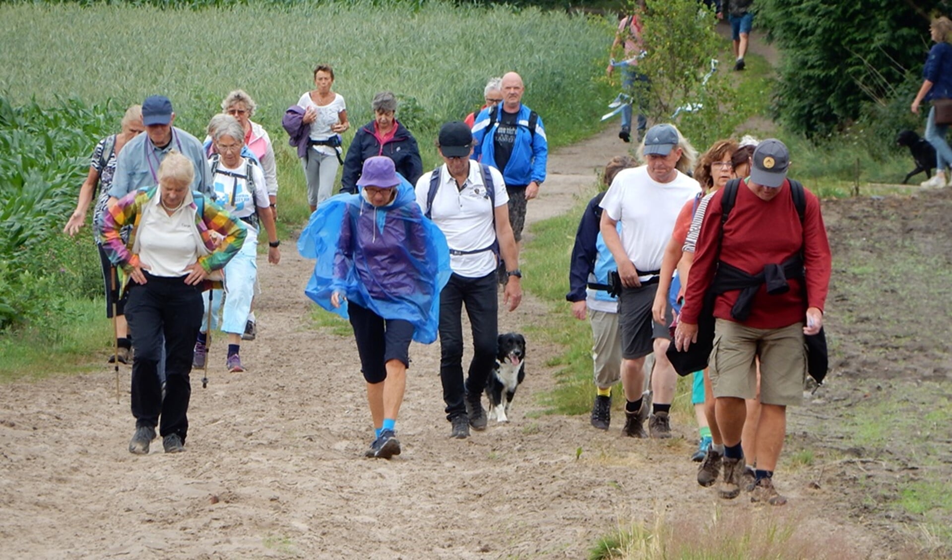 Wandelen door de Gooise natuur. 