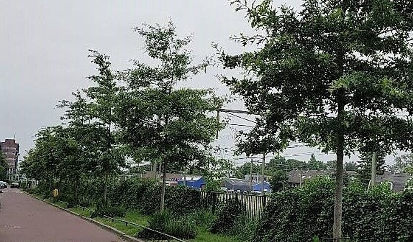 <p>Het Wandelpad in 2018.</p>