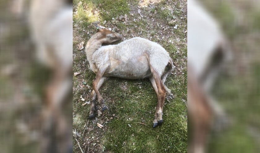 Een van de overleden schapen.