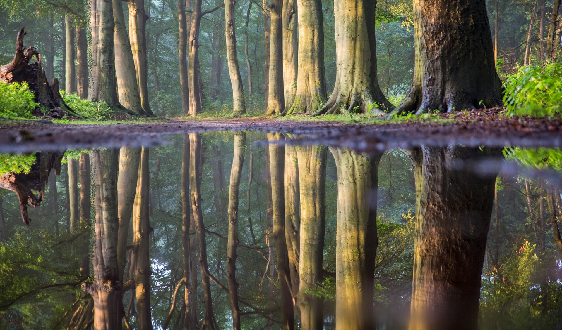 Landschapsfotograaf Frans Lemmens legde een oud bos in het Spanderswoud op deze manier vast.