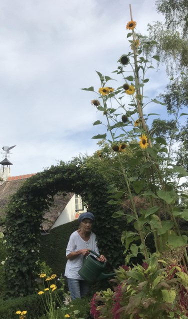 Annemarie Bitter bij haar zonnebloemen.