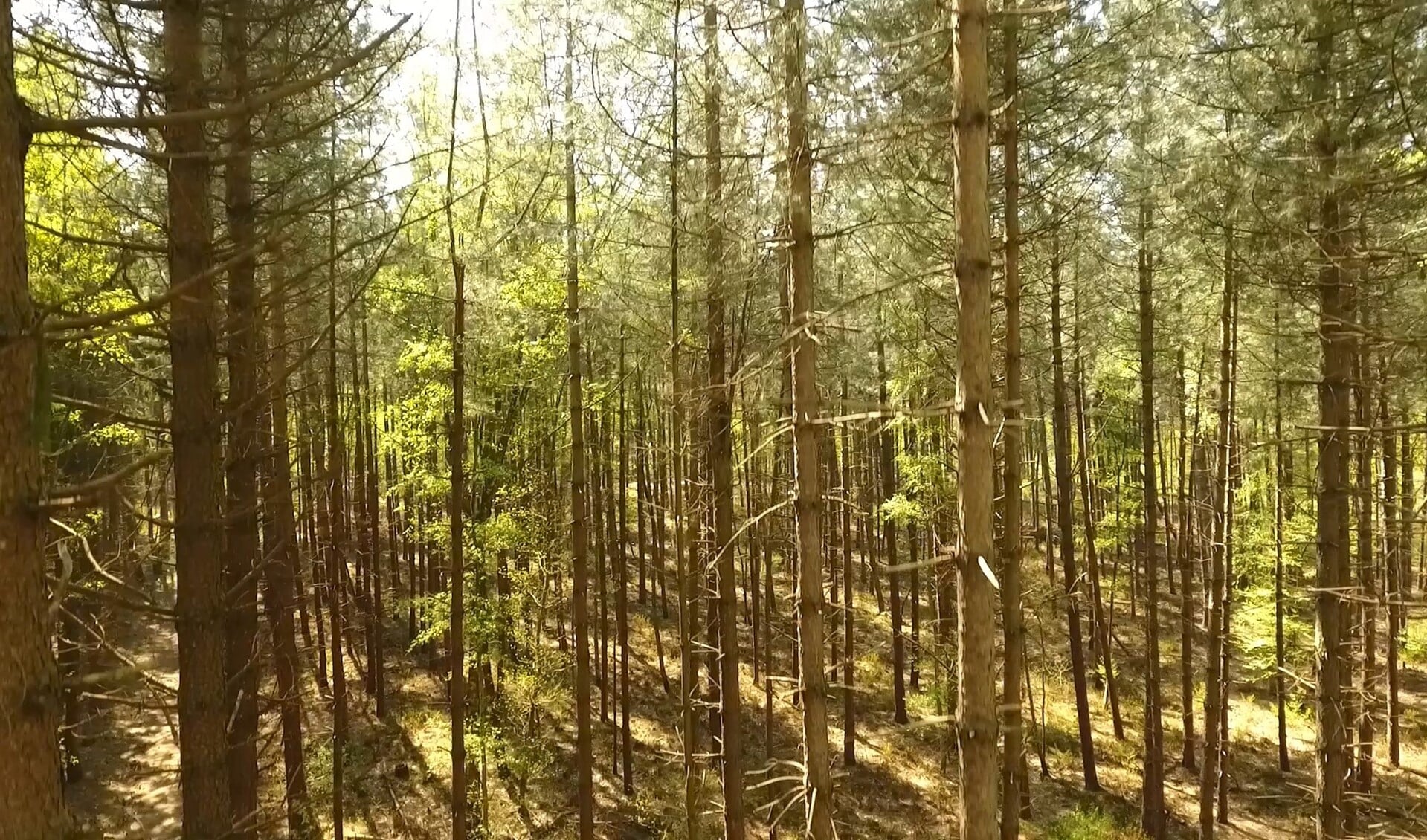Een screenshot uit het filmpje dat Roy Visser met zijn drone maakte van de nieuwe bossen.