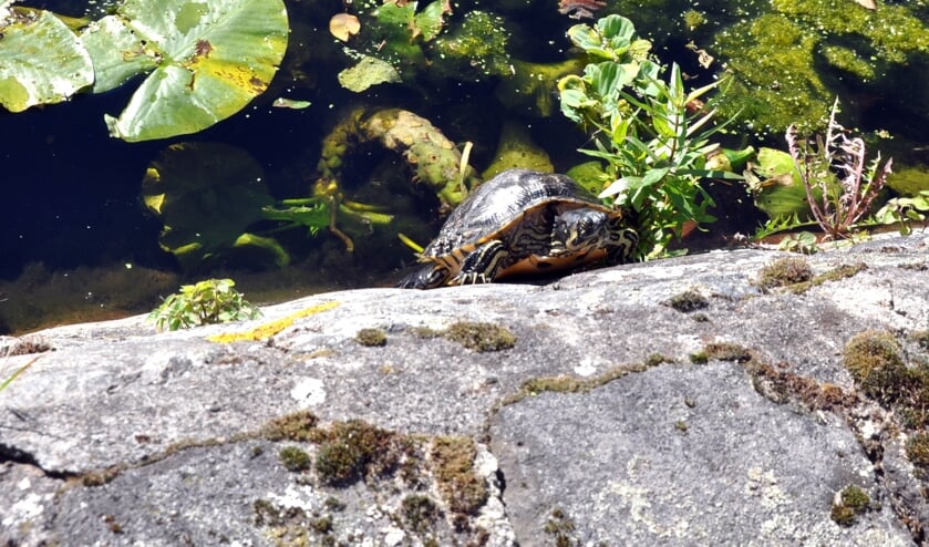 Een van de schildpadden probeert de kant op te komen.