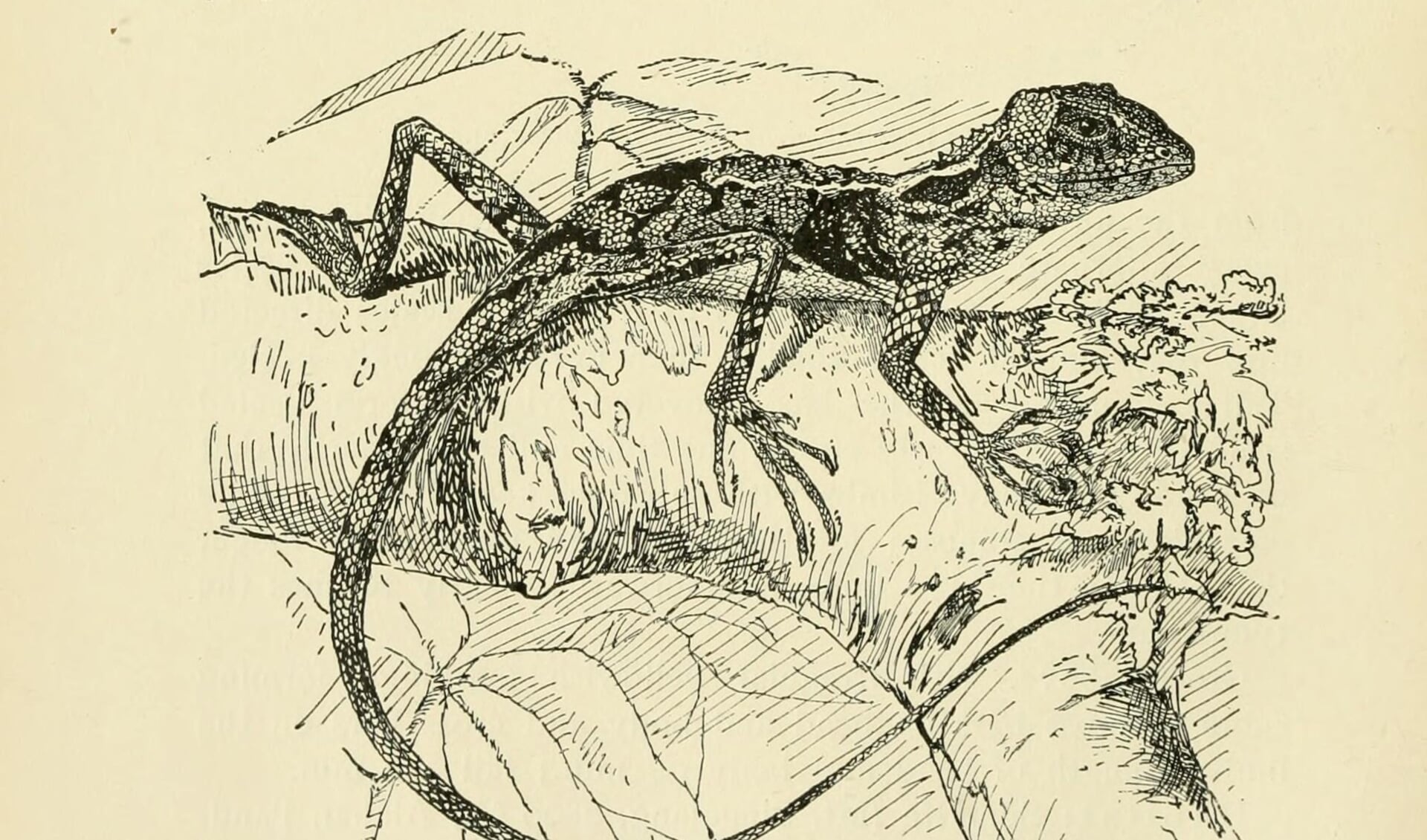 Een illustratie uit Nelly's reptielenboek. 