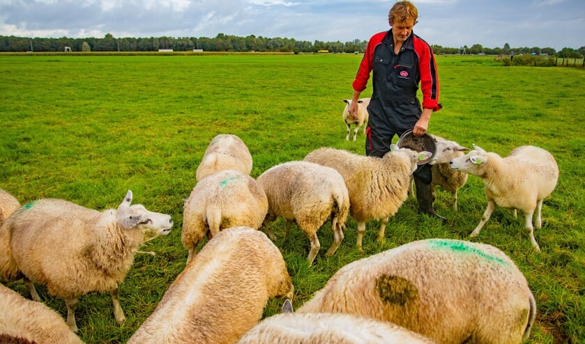 Bart Pronk tussen zijn schapen.